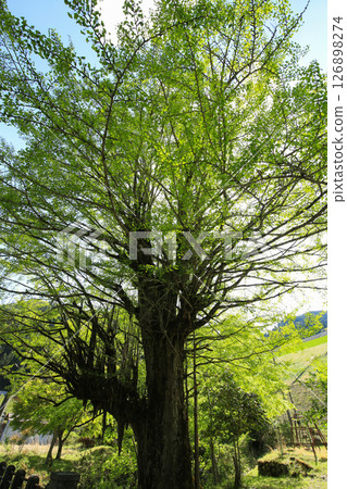 Hyogo Prefecture, Asago City, Mikobata Large Ginkgo Tree 126898274