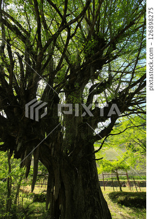 Hyogo Prefecture, Asago City, Mikobata Large Ginkgo Tree 126898275