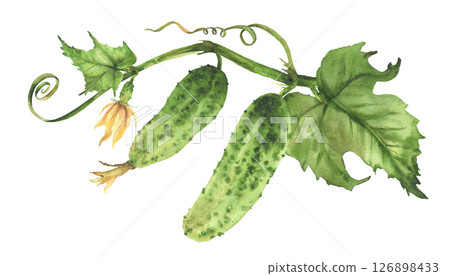 Cucumber plant with green vegetables, yellow flower, green leaf, tendril and bud on vine. Fresh green vegetables ripening. Hand drawn watercolor farming label, garden seeds. Isolated from background Cucumber plant with green vegetables, yellow flower, green leaf, tendril and bud on vine. Fresh green vegetables ripening. Hand drawn watercolor farming label, garden seeds. Isolated from background 126898433