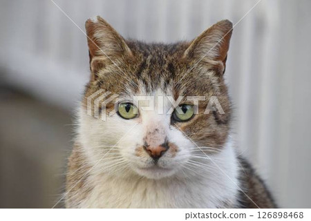Ken-chan the local cat Ken-chan the local cat 126898468