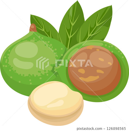 Macadamia nuts with leaves representing the different stages of this healthy snack, from its whole natural shell to the peeled nut ready to be eaten 126898565