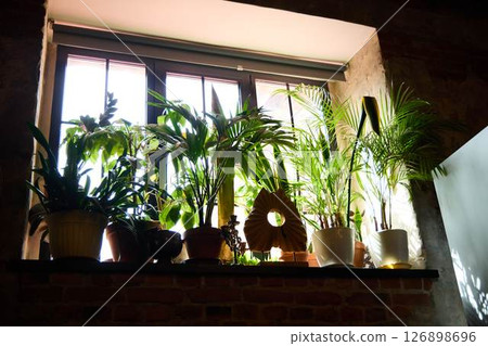 A curated indoor plant collection is arranged by the window, enhancing the rooms ambiance 126898696
