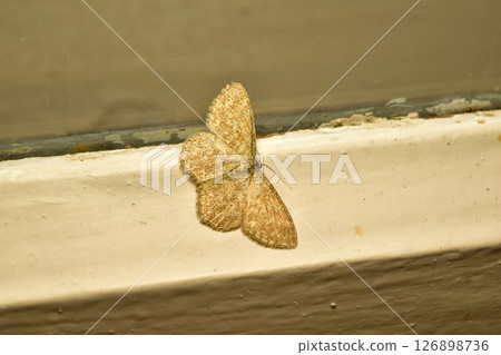 Moth Idaea ochrata Moth Idaea ochrata 126898736