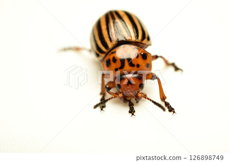 Colorado potato beetle, top view. Colorado potato beetle, top view. 126898749