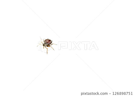 Aphids are a superfamily of insects from the order Hemiptera 126898751