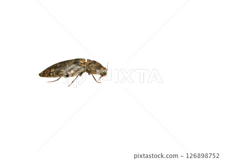 Gray click beetle, side view. 126898752