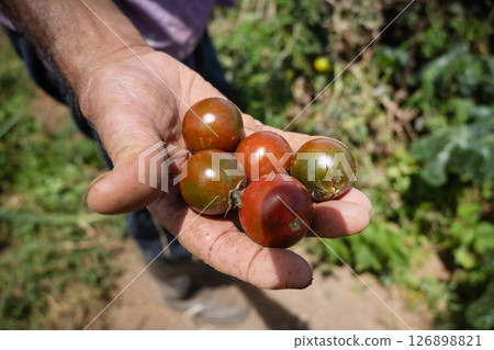 Hand holding ripe cherry tomatoes on the vine in an organic garden Hand holding ripe cherry tomatoes on the vine in an organic garden 126898821