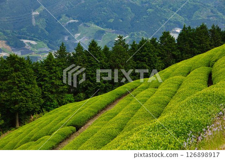 宇治田原町茶園 126898917