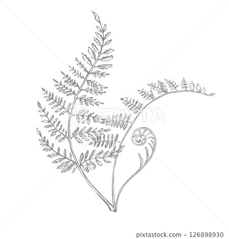 Bouquet of young fern leaves. Isolated pencil illustration on the theme of a magical forest for the design of postcards, coloring books, printing on posters, textiles Bouquet of young fern leaves. Isolated pencil illustration on the theme of a magical forest for the design of postcards, coloring books, printing on posters, textiles 126898930