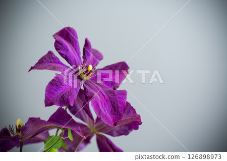 holiday card with clematis isolated on gray background holiday card with clematis isolated on gray background 126898973