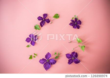 holiday card with clematis and blank space on pink background 126898974