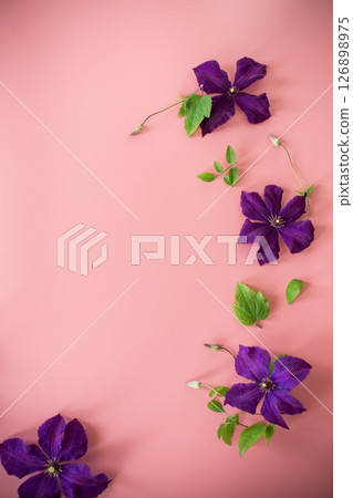 holiday card with clematis and blank space on pink background 126898975