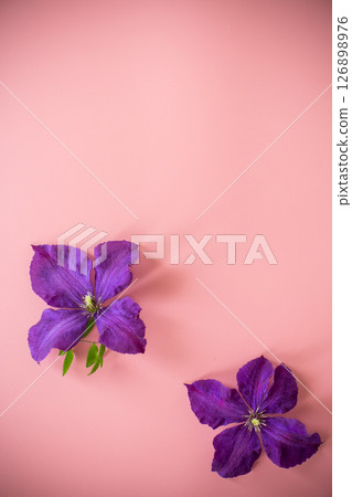 delicate purple clematis top view on pink background 126898976