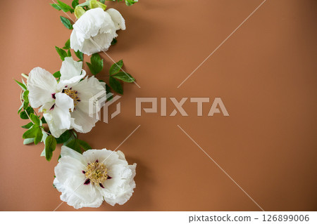 Elegant white peony with empty space for text 126899006