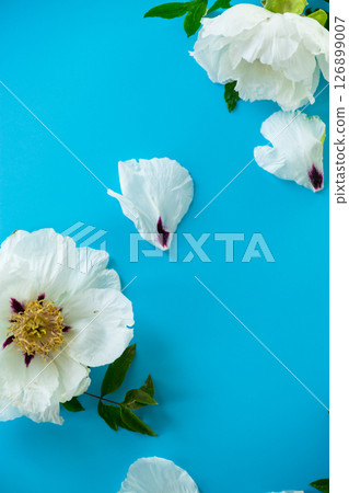 Top view of white peony flower on blue background Top view of white peony flower on blue background 126899007