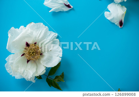 Top view of white peony flower on blue background 126899008