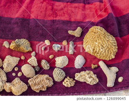 various pieces of coral, shells and snails  126899045