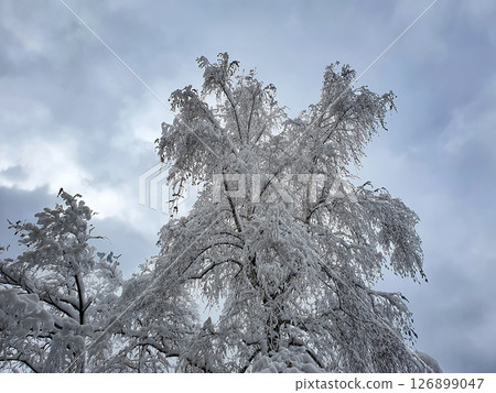 Beautiful winter tree Beautiful winter tree 126899047