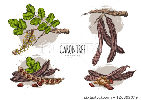 Poster sketch with set of branches with leaves, flowers, pods, powder and seeds of carob tree. 126899079