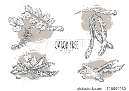 Vector poster with sketches of carob tree branches, seeds, leaves, pods, powder in black and white. 126899080