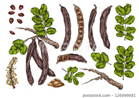 Set of color sketch elements of carob tree: branches, leaves, flowers, pods, seeds and powder. Set of color sketch elements of carob tree: branches, leaves, flowers, pods, seeds and powder. 126899081