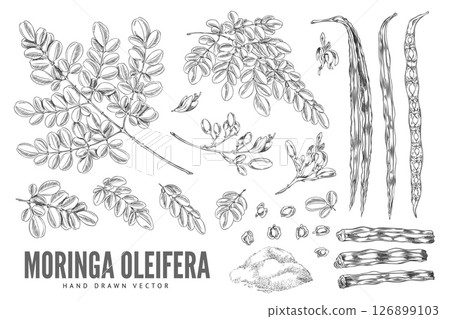 Black and white sketch of branches with leaves, flowers, fruits and powder, moringa oleifera. Black and white sketch of branches with leaves, flowers, fruits and powder, moringa oleifera. 126899103