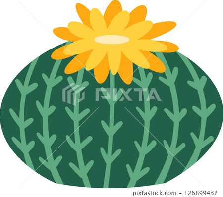 Round green parodia cactus with vertical stripes and thorns topped with a large yellow flower with long petals creating a beautiful contrast 126899432