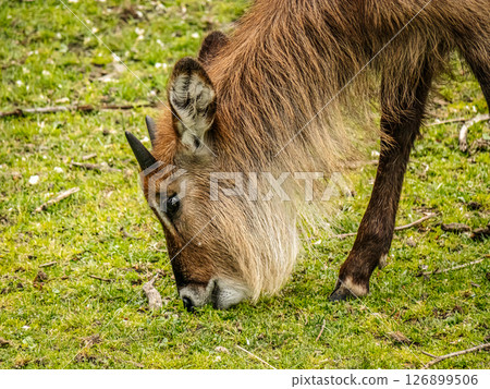 Close-Up of waterbuck Antelope Grazing Tranquilly in a Natural Setting 126899506