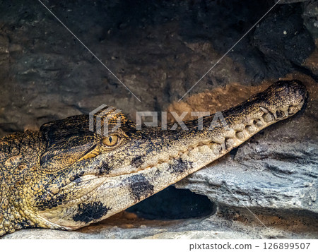 Close-Up of a Crocodile Resting in Its Natural Habitat 126899507
