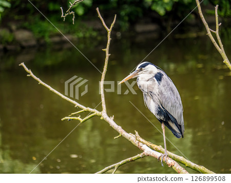 Graceful grey Heron Perched on a Branch by a Calm Pond in Nature Graceful grey Heron Perched on a Branch by a Calm Pond in Nature 126899508