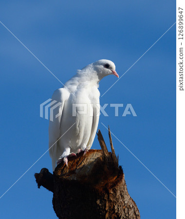 Majestic white dove perched on a weathered tree stump against a clear blue sky Majestic white dove perched on a weathered tree stump against a clear blue sky 126899647