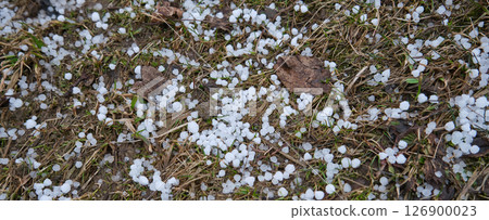 Hail on the grass after a catastrophic hailstorm Hail on the grass after a catastrophic hailstorm 126900023