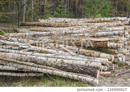 Firewood in the forest, birch tree logs. Lumber industry. Environmental damage Firewood in the forest, birch tree logs. Lumber industry. Environmental damage 126900027