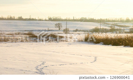 Winter sunny landscape of a field with footprints in the snow Winter sunny landscape of a field with footprints in the snow 126900041