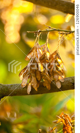 Maple helicopter seeds illuminated by evening sunlight Maple helicopter seeds illuminated by evening sunlight 126900046