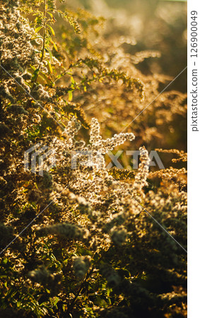 Close-up of a goldenrod plant illuminated by warm sunset sun 126900049