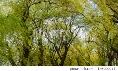 Willow trees on a windy weather 126900051