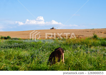 A cow grazing on a field with a combine harvester in the background A cow grazing on a field with a combine harvester in the background 126900053