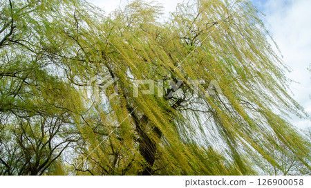 Willow branches swaying in strong wind 126900058