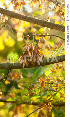 Maple helicopter seeds illuminated by evening sunlight 126900069