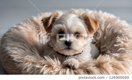Adorable fluffy puppy resting comfortably in a cozy dog bed, soft fur, homey atmosphere, pet lifestyle 126900089