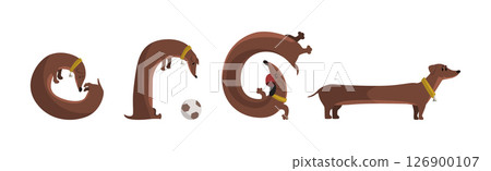 Brown Dachshund Dog Character with Long Body in Different Pose Vector Set 126900107