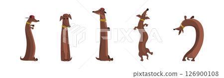 Brown Dachshund Dog Character with Long Body in Different Pose Vector Set 126900108
