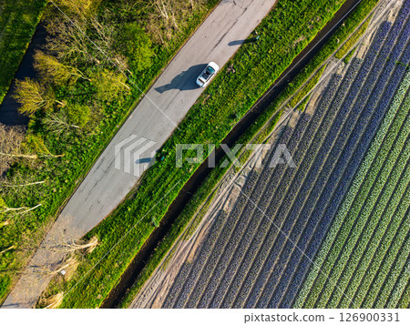 Aerial view of vibrant tulip fields in full bloom, displaying colorful rows of flowers in a rural landscape, with nearby roads, farms, and a distant town under a clear blue sky. 126900331
