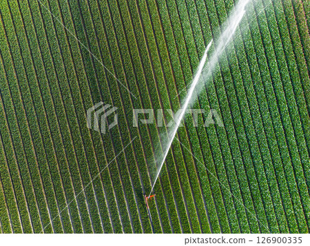 Aerial view of colorful tulip fields with a central sprinkler spraying water, showcasing vibrant rows of crops and greenhouses in the Dutch countryside. Aerial view of colorful tulip fields with a central sprinkler spraying water, showcasing vibrant rows of crops and greenhouses in the Dutch countryside. 126900335