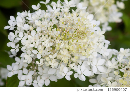 White Hydrangea flowers in a summer garden. Macro shot of beautiful delicate petals. White Hydrangea flowers in a summer garden. Macro shot of beautiful delicate petals. 126900407
