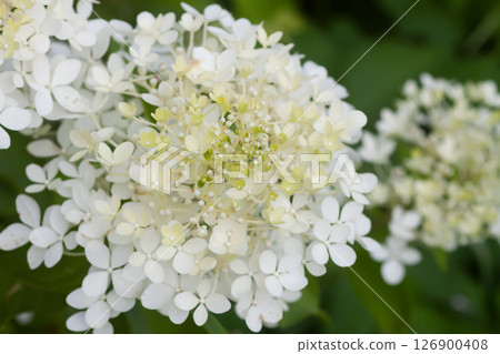 White Hydrangea flowers in a summer garden. Macro shot of beautiful delicate petals. White Hydrangea flowers in a summer garden. Macro shot of beautiful delicate petals. 126900408