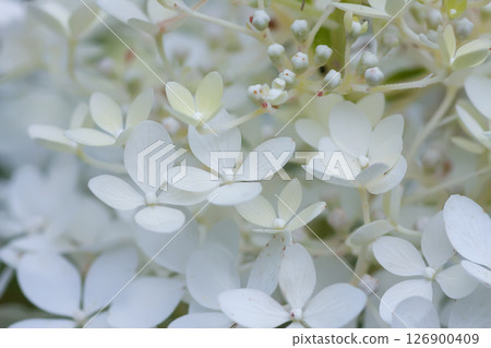 White Hydrangea flowers in a summer garden. Macro shot of beautiful delicate petals. White Hydrangea flowers in a summer garden. Macro shot of beautiful delicate petals. 126900409