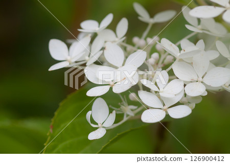 White Hydrangea flowers in a summer garden. Macro shot of beautiful delicate petals. White Hydrangea flowers in a summer garden. Macro shot of beautiful delicate petals. 126900412