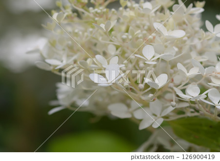 White Hydrangea beautiful flowers in a summer garden. 126900419
